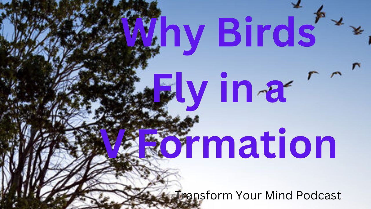 Why Birds Fly in a V Formation